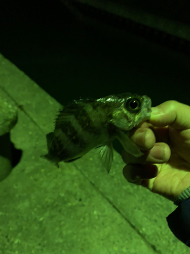 メバルの釣果