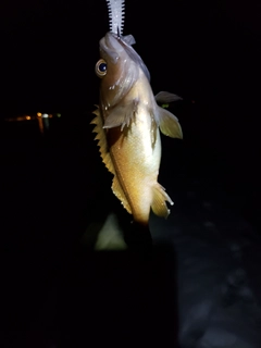 エゾメバルの釣果