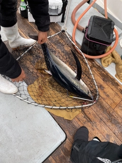 ビンチョウマグロの釣果