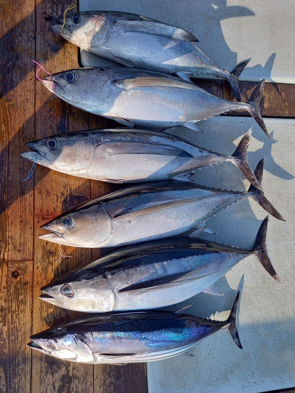 ヒラメが恋しいさんの釣果 2枚目の画像