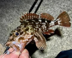 カサゴの釣果