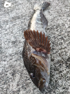 アイナメの釣果