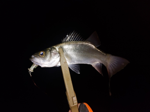 セイゴ（ヒラスズキ）の釣果