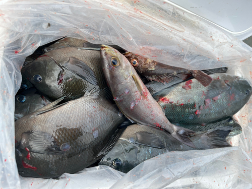 クロの釣果