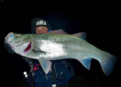 ヒラスズキの釣果