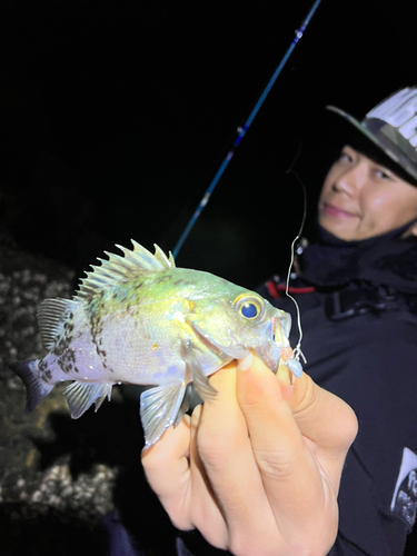 クロメバルの釣果