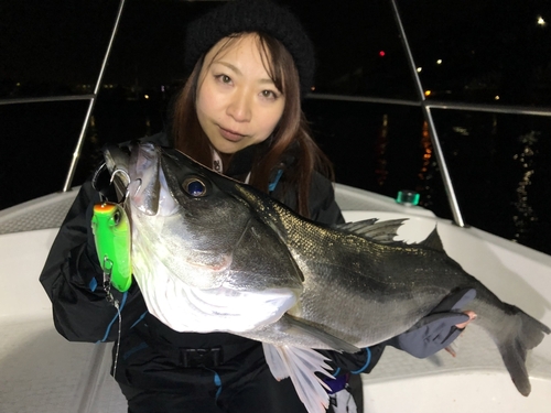 シーバスの釣果