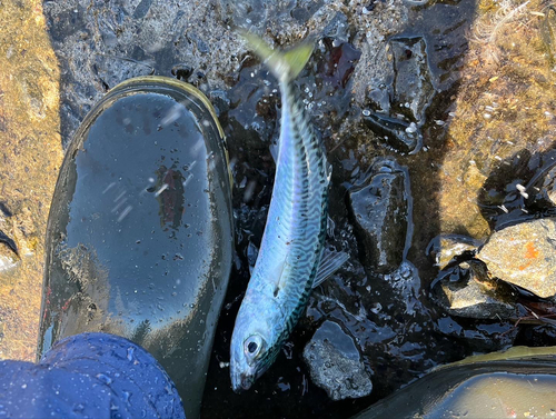 アキアジの釣果