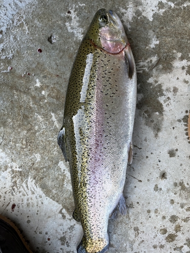 ニジマスの釣果