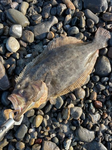 ヒラメの釣果