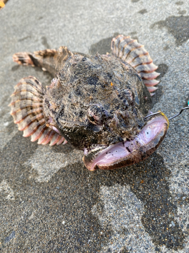 カジカの釣果