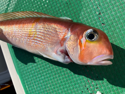 アマダイの釣果