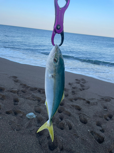 イナダの釣果