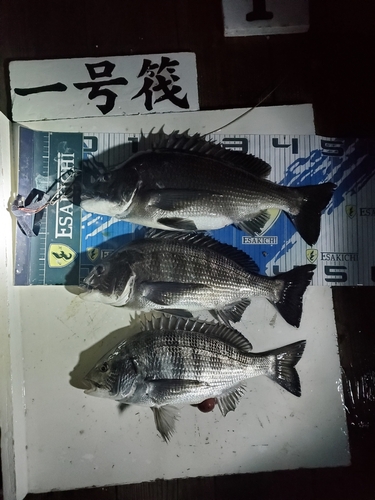 クロダイの釣果