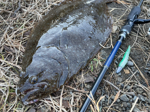 ヒラメの釣果