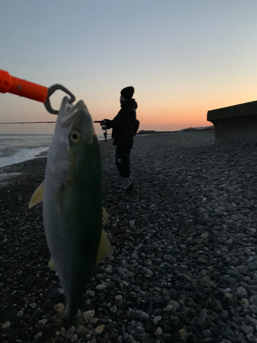 イナダの釣果