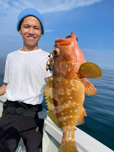 アコウの釣果