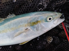 ツバイソの釣果