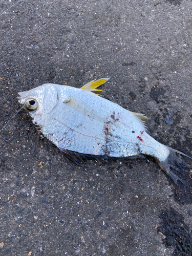 ダイミョウサギの釣果