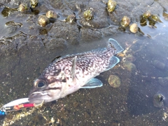 マゾイの釣果