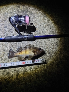 アオメバルの釣果