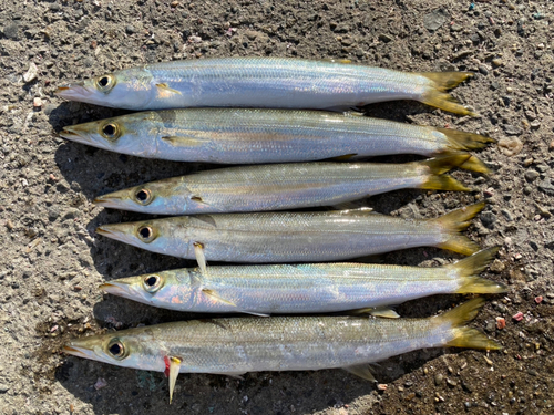 アカカマスの釣果