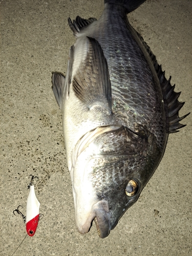 チヌの釣果