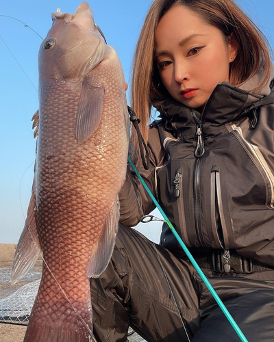 コブダイの釣果