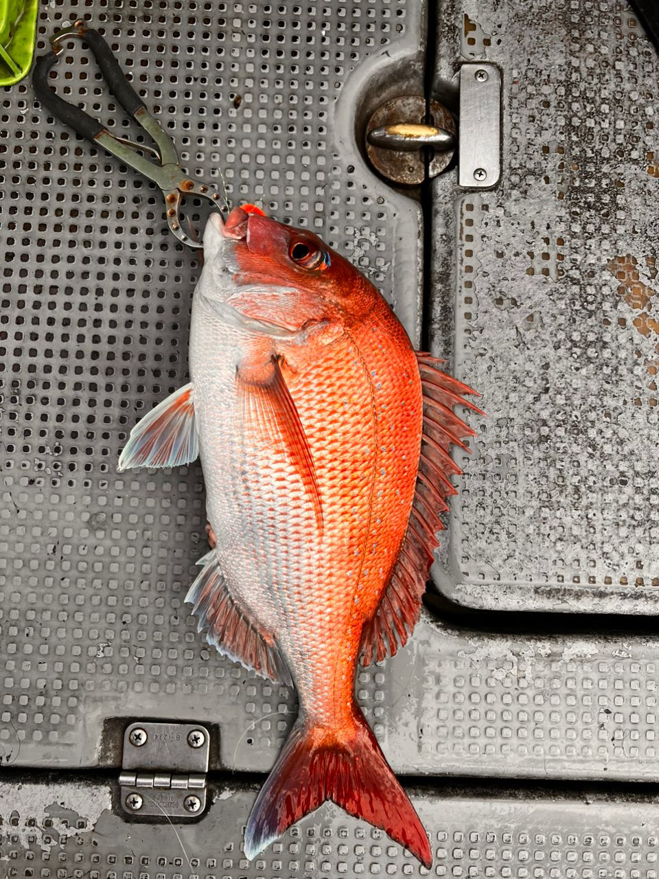 料理人Usukeさんの釣果 2枚目の画像