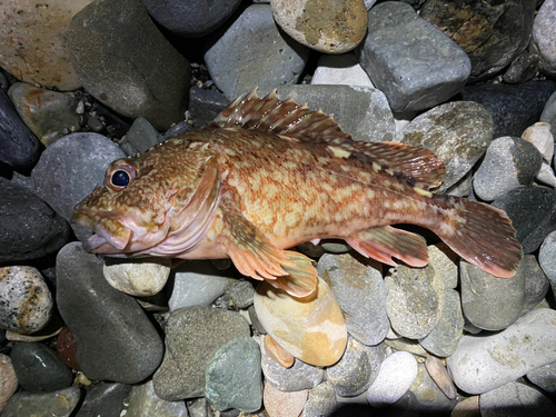 カサゴの釣果