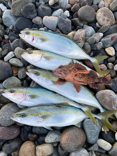 イナダの釣果