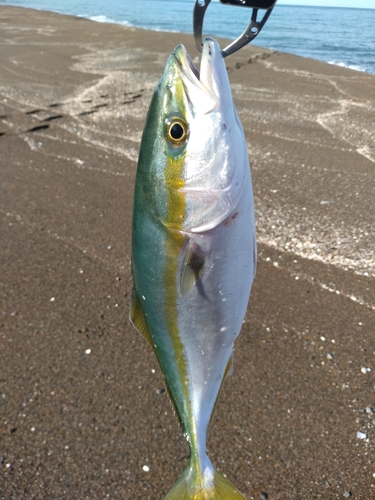 イナダの釣果