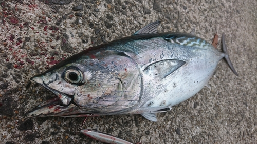 スマガツオの釣果