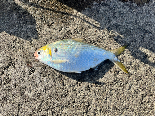 リュウキュウドロクイの釣果