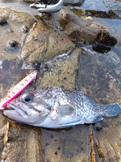 マゾイの釣果