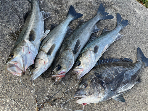 シーバスの釣果