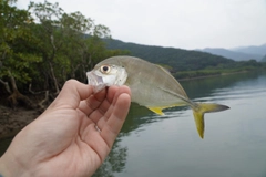 メッキの釣果