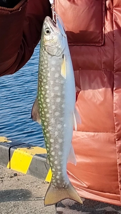 アメマスの釣果