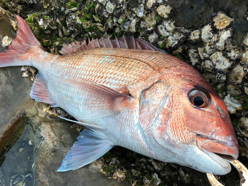 タイの釣果