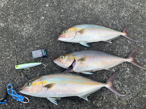 カンパチの釣果