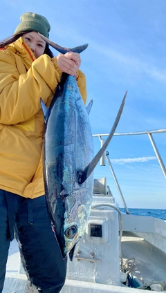 ビンチョウマグロの釣果