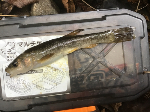 タカハヤの釣果