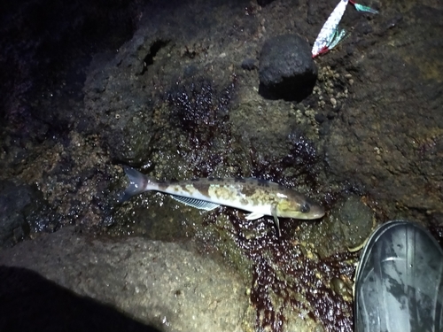 ホッケの釣果