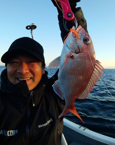 マダイの釣果