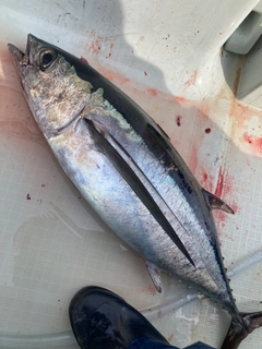 ビンチョウマグロの釣果