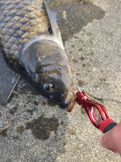 コイの釣果