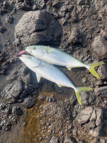 イナダの釣果