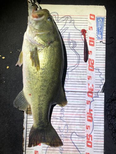 ブラックバスの釣果