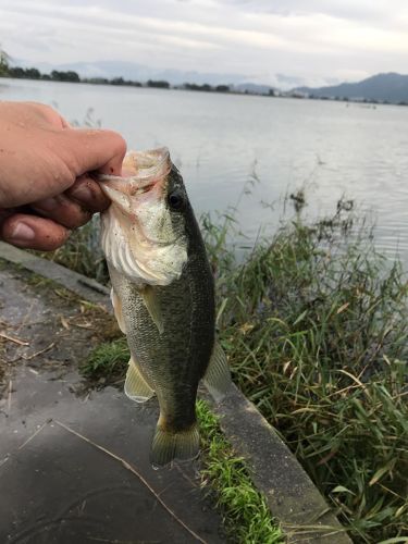 ラージマウスバスの釣果