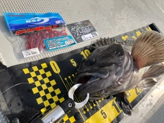 クロソイの釣果